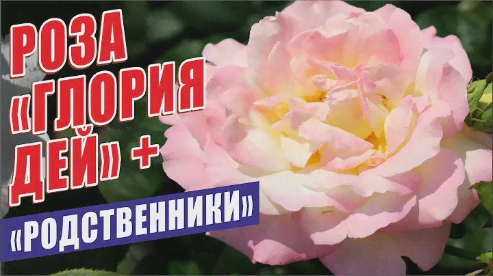 Роза Глория Дей (Gloria Dei) и её "родственники" #розы #сортароз #цветениероз #розывсаду