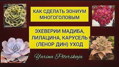 Как сделать эониум многоголовым. Эхеверии Лилацина, Мадиба, Ленор дин(карусель)уход
